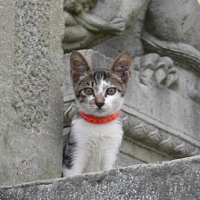 Temple Kitten
